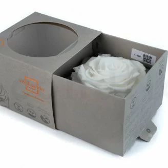Preserved Rose XXL White