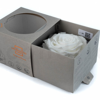 Stabilized rose Verdissimo XXL - Box of 1 - White