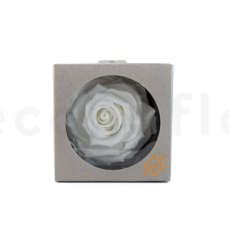 Stabilized rose Verdissimo XXL - Box of 1 - White