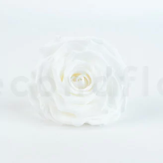 Konservierte Rose XXL Wei&szlig;