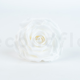 Rose stabilis&eacute;e Verdissimo XXL - Bo&icirc;te de 1 - White