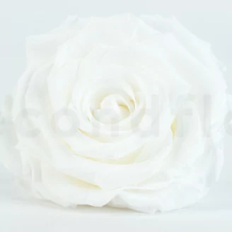 Konservierte Rose XXL Wei&szlig;