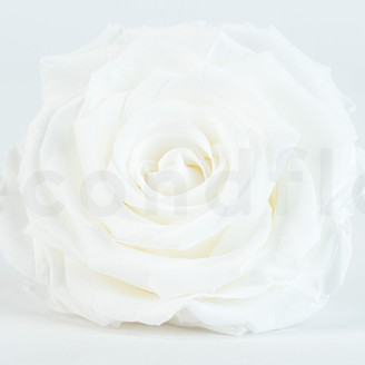 Preserved rose Verdissimo XXL - Box of 1 - White
