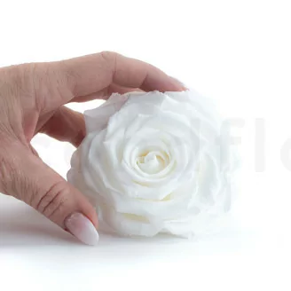 Konservierte Rose XXL Wei&szlig;