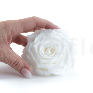 Rose stabilis&eacute;e Verdissimo XXL - Bo&icirc;te de 1 - White