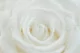 Preserved Rose XXL White 2