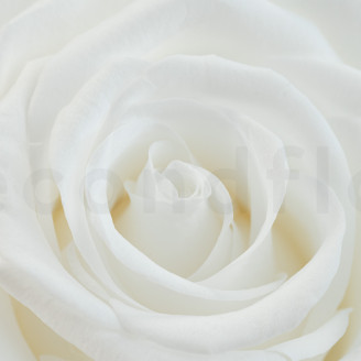 Preserved rose Verdissimo XXL - Box of 1 - White
