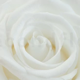 Rosa stabilizzata Verdissimo XXL - Scatola da 1 - White