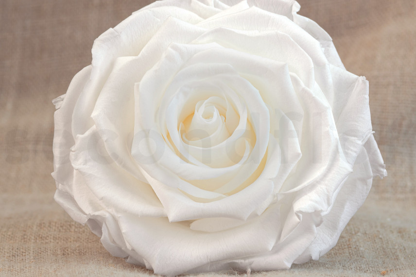 Preserved rose Verdissimo XXL - Box of 1 - White
