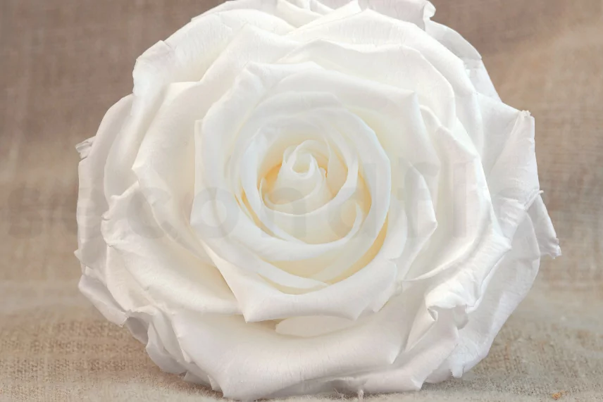 Rosa stabilizzata Verdissimo XXL - Scatola da 1 - White