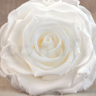 Preserved rose Verdissimo XXL - Box of 1 - White