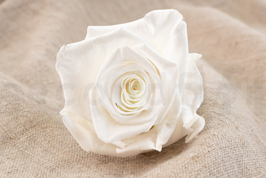 Preserved rose Verdissimo XL - Box of 5 - White