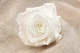 Preserved Rose XL White (x5) 1