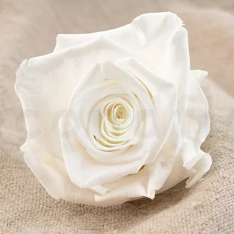Konservierte Rose XL Wei&szlig; (x5)