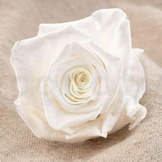 Rosa preservada Verdissimo XL - Caja de 5 - White