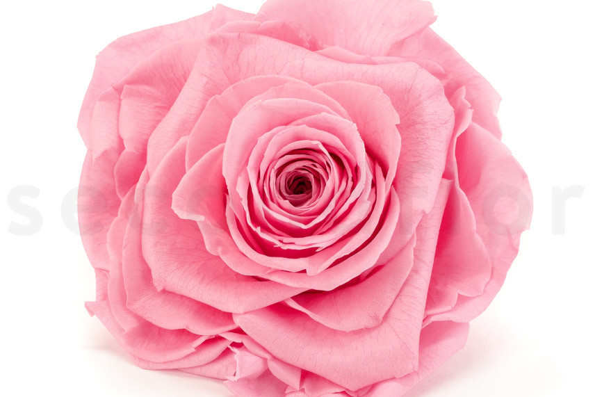 Preserved rose Verdissimo XXL - Box of 1 - Pastel Pink