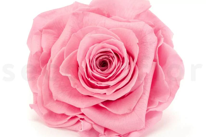 Rose stabilis&eacute;e Verdissimo XXL - Bo&icirc;te de 1 - Pastel Pink