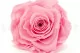 Rosa stabilizzata XXL Rosa Pastello 1