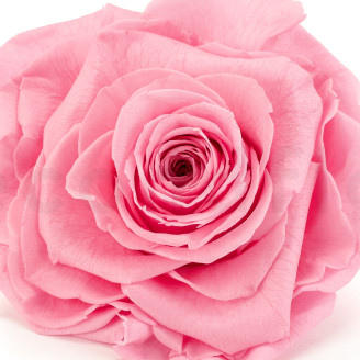 Rose stabilis&eacute;e Verdissimo XXL - Bo&icirc;te de 1 - Pastel Pink