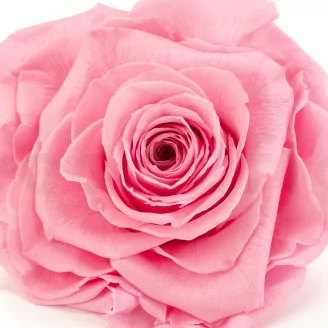 Rose stabilis&eacute;e XXL Rose Pastel