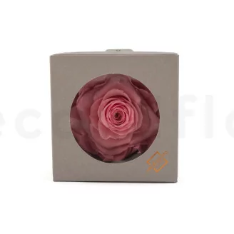 Konservierte Rose XXL Pastellrosa