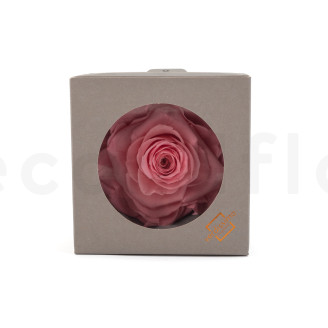 Rosa preservata Verdissimo XXL - Scatola da 1 - Pastel Pink