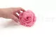 Konservierte Rose XXL Pastellrosa 4