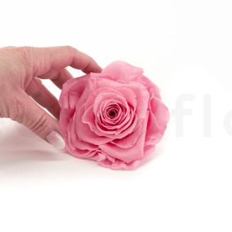 Rosa preservada Verdissimo XXL - Caja de 1 - Pastel Pink
