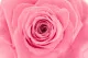 Rosa preservada XXL Rosa Pastel 2