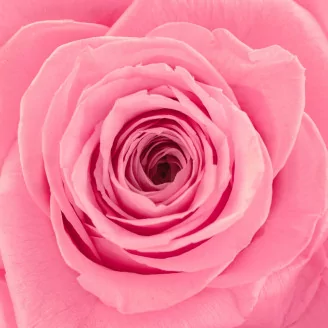 Rosa preservada XXL Rosa Pastel
