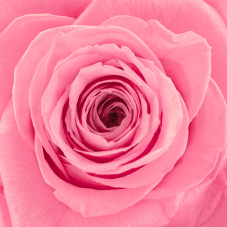 Stabilized rose Verdissimo XXL - Box of 1 - Pastel Pink