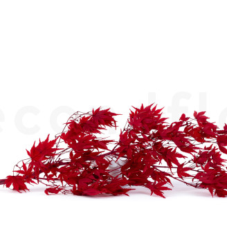 Japanischer Ahorn stabilisiert - Rot