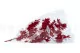 Preserved Japanese Maple Red 8