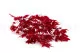 Preserved Japanese Maple Red 4