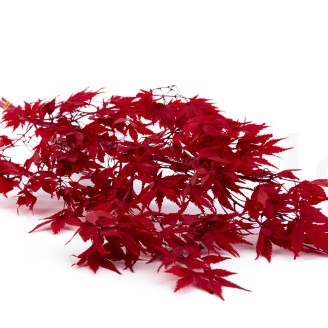 Japanischer Ahorn stabilisiert - Rot