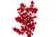 Preserved Japanese Maple Red 6