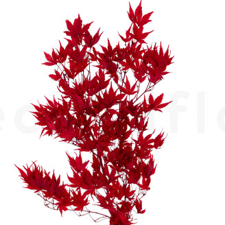 Japanese Maple Stabilized - Red