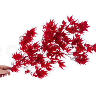 Acero giapponese preservato - Rosso