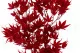 Preserved Japanese Maple Red 7