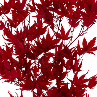 Japanischer Ahorn konserviert - Rot