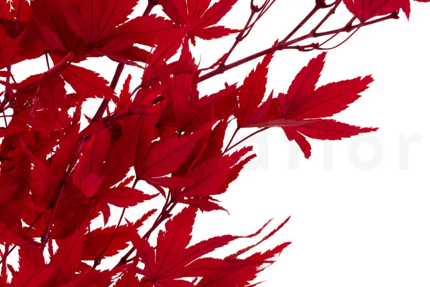 Acero giapponese stabilizzato - Rosso