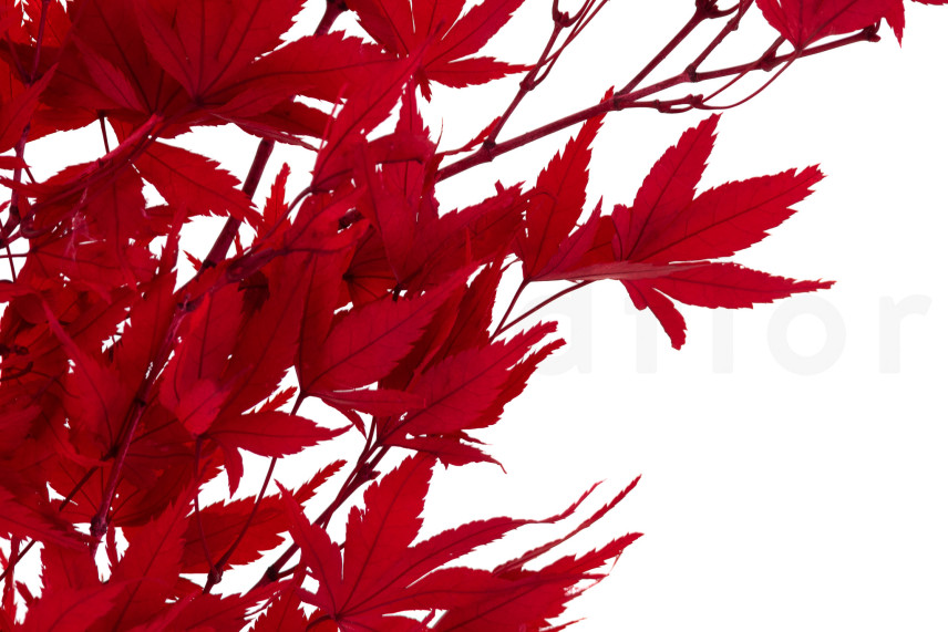 Japanischer Ahorn stabilisiert - Rot