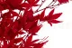 Preserved Japanese Maple Red 1
