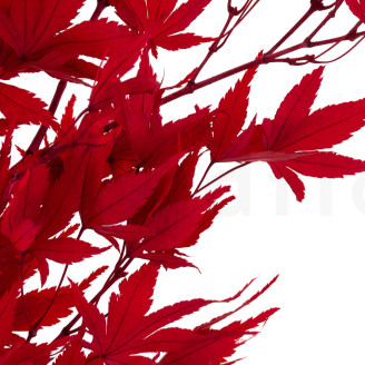 Japanischer Ahorn stabilisiert - Rot