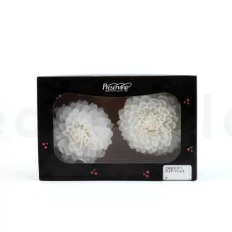 Dalia Grace stabilizzato Bianco (x2)