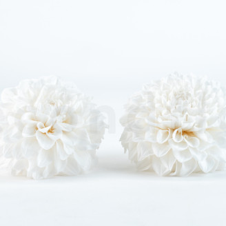 Dahlia Grace Stabilized - Box of 2 - White
