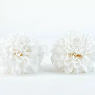 Dalia Grace preservada Blanco (x2)