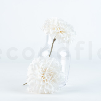 Dahlia Grace stabilis&eacute; - Bo&icirc;te de 2 - Blanc