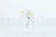 Dalia Grace stabilizzato Bianco (x2) 9