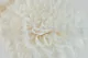 Preserved Dahlia Grace White (x2) 6